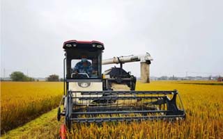 畝產(chǎn)1518斤！這個(gè)超級(jí)稻確實(shí)牛！