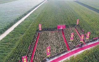 災(zāi)年不減產(chǎn)，豐年更高產(chǎn)，國(guó)審玉米碩育173就是這么牛！