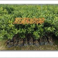 供應(yīng)一級(jí)融安脆蜜金桔（脆蜜金柑）營(yíng)養(yǎng)杯苗--融安正果農(nóng)林