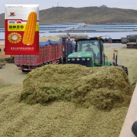 青儲(chǔ)玉米-墾單8號(hào)