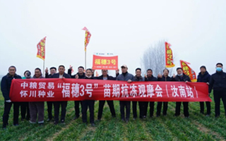 數(shù)九寒天經(jīng)考驗(yàn)，福穗3號(hào)不平凡