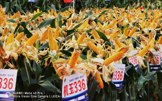 “簡(jiǎn)單種地，輕松高產(chǎn)”！我為機(jī)玉336、機(jī)玉665代言