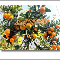 融安脆蜜金桔苗基地供應(yīng)一、二、三年苗-融安正果農(nóng)林