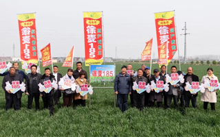 有你更精彩！徐麥185，高產(chǎn)優(yōu)質(zhì)我做主