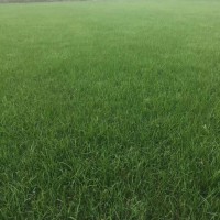 百慕大草坪，馬尼拉，土培果嶺草，狗牙根15961543375