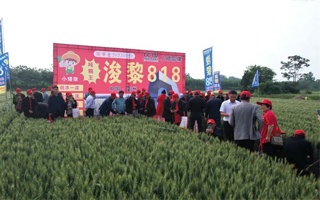 抗倒一枝花，產(chǎn)量頂呱呱！浚黎818小麥新品種千人觀摩大會(huì)圓滿閉幕