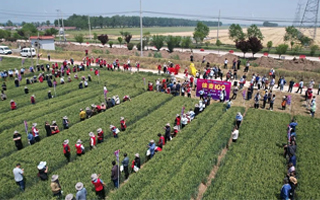 新一代矮桿大穗，徐麥100大型觀摩品鑒會—江蘇站