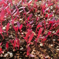 火紅苗種子 芽苗菜 斯卡納苗四季食用花鮮花西餐盤飾蔬菜