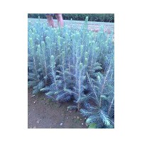 美國藍杉樹苗、克羅拉多美國藍杉樹苗品種純正