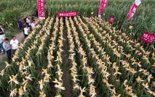 秀青種業(yè)“棒博士58”區(qū)域聯(lián)動(dòng)觀摩會(huì)（皖北站）