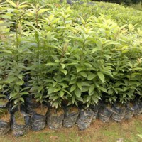 金絲楠木苗 金絲楠木袋苗 楨楠苗