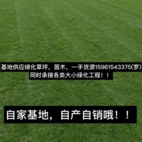 四季青草坪，黑麥草混播草坪，百慕大草坪，馬尼拉 農(nóng)戶供應