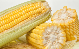 湖南省2023年審定稻、玉米、棉花、大豆品種