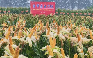祝賀國(guó)審玉米“存玉738”太康縣百畝方畝產(chǎn)突破噸糧