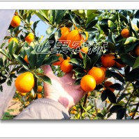 正宗脆蜜金桔（脆蜜金柑）苗融安正規(guī)苗圃直發(fā)-融安正果農(nóng)林