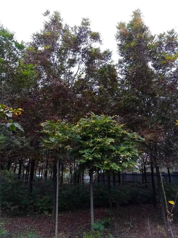 02-美國(guó)山核桃樹(shù)-