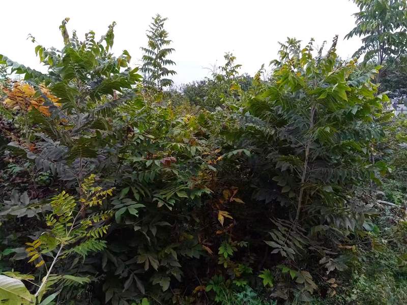 01-美國(guó)山核桃嫁接苗-