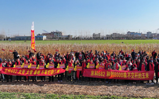 站稈210天，現(xiàn)場(chǎng)訂購(gòu)13960畝！京科682玉米品種冬季大型觀摩會(huì)成功召開