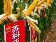 蘇科玉076 (2821播放)