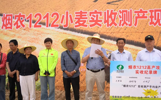 868公斤/畝！“煙農1212”社旗縣實打驗收傳捷報