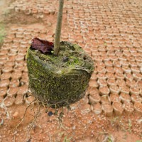 千年桐袋苗  千年桐樹(shù)苗  油桐苗