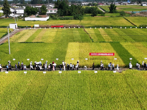 四川省水稻重大品種及國家水稻新品種核心展示示范現(xiàn)場觀摩活動在德陽舉行附件(1)