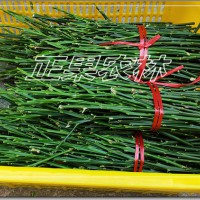 原產(chǎn)地供應正宗融安脆蜜金桔（脆蜜金柑）枝條--融安正果農(nóng)林