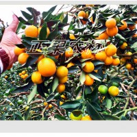 供應(yīng)大葉滑皮金桔苗-融安正果農(nóng)林