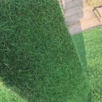 草坪，供百慕大與黑麥草混播草坪，天堂草15961543375