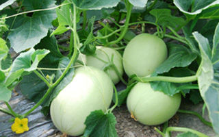 農(nóng)業(yè)農(nóng)村部：撤銷(xiāo)625個(gè)甜瓜、西瓜品種登記