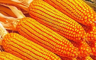 農(nóng)業(yè)新勢力崛起！大北農(nóng)●華種科技掀起種業(yè)“科技風(fēng)暴”！