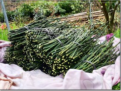 融安脆蜜金桔 (0?)