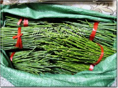 融安脆蜜金桔枝條 (0?)