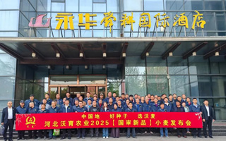 河北沃育2025小麥新品種發(fā)布會成功舉辦