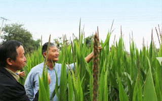 智慧育種：讓農(nóng)業(yè)有“智”更有“質(zhì)”