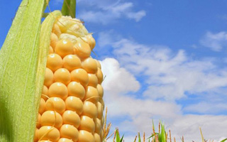 山東省同一適宜生態(tài)區(qū)引種備案品種目錄（2025年第一批）