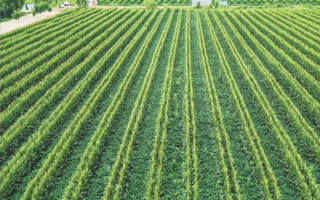 第五屆國(guó)家農(nóng)作物品審會(huì)第九次會(huì)議初審?fù)ㄟ^(guò)轉(zhuǎn)基因玉米、大豆品種公示