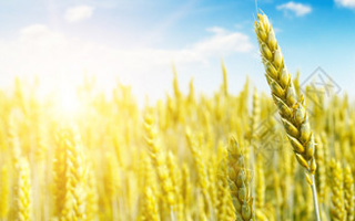 山東省規(guī)范主要農(nóng)作物品種引種備案工作的新要求