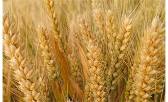 河南省2025年審定小麥、玉米、水稻、大豆、棉花品種