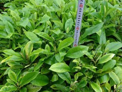 醉香含笑袋苗(火力楠苗) (5?)