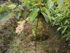 香樟袋苗 香樟容器苗 香樟杯苗 (6?)