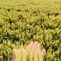 矮桿大穗小麥種子高產(chǎn)小麥新品種魯新麥22