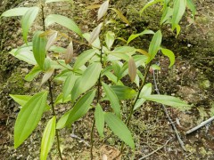 浙江樟袋苗 浙江樟苗 高度60厘米浙江樟杯苗 (5?)