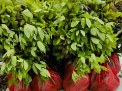 浙江楠袋苗 浙江楠容器苗  高度50厘米浙江楠杯苗 (5?)