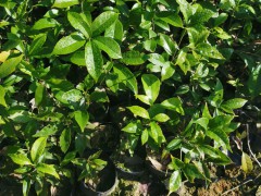 青岡櫟袋苗 青岡櫟苗 青岡櫟杯苗 (5?)