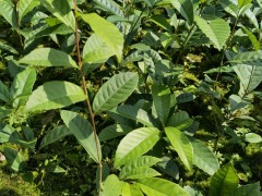 苦櫧袋苗 苦櫧苗 苦櫧小杯苗 (5?)