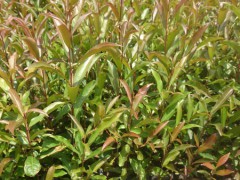 杜英袋苗 杜英容器苗 杜英杯苗 (5?)