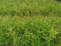 福建柏袋苗 福建柏苗 福建柏種子 建柏苗 (5?)