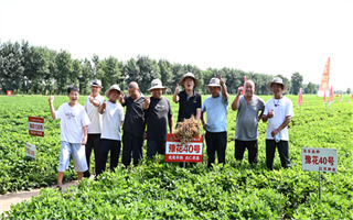 豫研筑新路?花生正當時‖豫研公司花生品種觀摩會—康平站