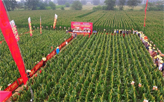 86000袋！直擊現(xiàn)代959宿州預(yù)訂火爆現(xiàn)場(chǎng)